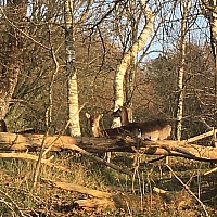 rendieren in het wild
