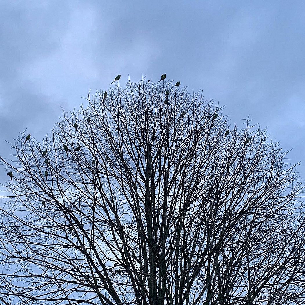 blauwe lucht en vogels